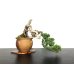 Photo2: Juniperus chinensis / Japanese Juniper, Shimpaku / Small size Bonsai  (2)