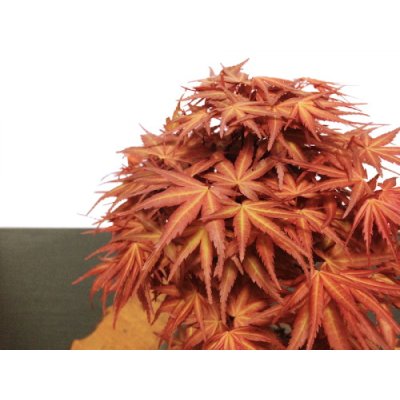 Photo6: Acer palmatum / Japanese Maple, Momiji "Seigen" / Middle size Bonsai 