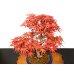 Photo4: Acer palmatum / Japanese Maple, Momiji "Seigen" / Middle size Bonsai 