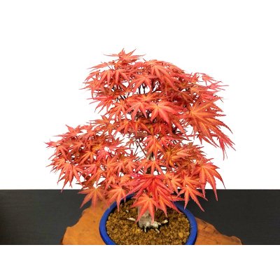 Photo2: Acer palmatum / Japanese Maple, Momiji "Seigen" / Middle size Bonsai 