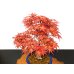 Photo2: Acer palmatum / Japanese Maple, Momiji "Seigen" / Middle size Bonsai  (2)