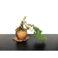 Juniperus chinensis / Japanese Juniper, Shimpaku / Small size Bonsai 