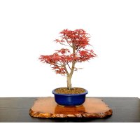 Acer palmatum / Japanese Maple, Momiji "Seigen" / Middle size Bonsai 