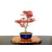 Photo1: Acer palmatum / Japanese Maple, Momiji "Seigen" / Middle size Bonsai  (1)