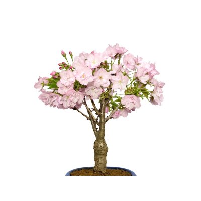 Photo2: Prunus / Cherry Tree, Sakura "Asahiyama" / Middle size Bonsai 