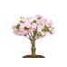 Photo2: Prunus / Cherry Tree, Sakura "Asahiyama" / Middle size Bonsai  (2)