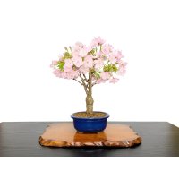 Prunus / Cherry Tree, Sakura "Asahiyama" / Middle size Bonsai 