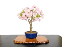 Prunus / Cherry Tree, Sakura "Asahiyama" / Middle size Bonsai 