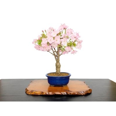 Photo1: Prunus / Cherry Tree, Sakura "Asahiyama" / Middle size Bonsai 