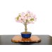 Photo1: Prunus / Cherry Tree, Sakura "Asahiyama" / Middle size Bonsai  (1)