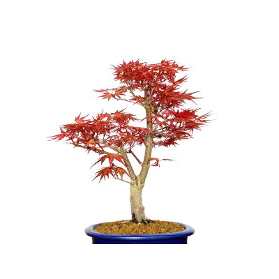 Photo3: Acer palmatum / Japanese Maple, Momiji "Seigen" / Middle size Bonsai 