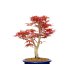 Photo3: Acer palmatum / Japanese Maple, Momiji "Seigen" / Middle size Bonsai 