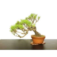 Pinus densiflora / Red Pine, Akamatsu / Middle size Bonsai 