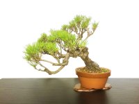 Pinus densiflora / Red Pine, Akamatsu / Middle size Bonsai 