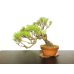 Photo1: Pinus densiflora / Red Pine, Akamatsu / Middle size Bonsai  (1)