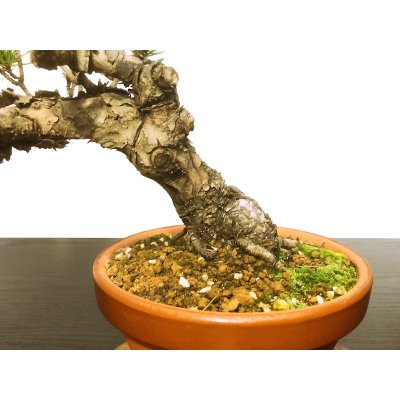 Photo6: Pinus densiflora / Red Pine, Akamatsu / Middle size Bonsai 