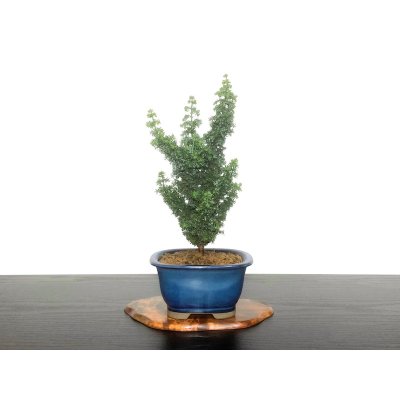 Photo6: Chamaecyparis obtusa / Hinoki cypress "Sekka Miyabi" / Small size Bonsai 