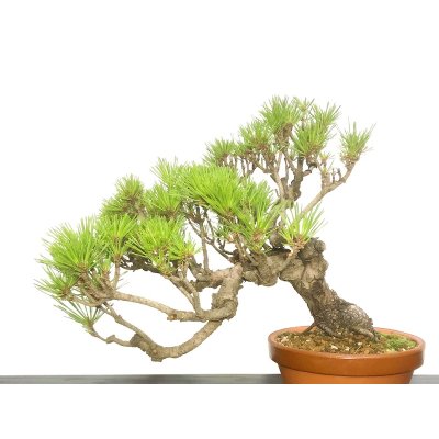 Photo7: Pinus densiflora / Red Pine, Akamatsu / Middle size Bonsai 