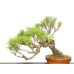 Photo7: Pinus densiflora / Red Pine, Akamatsu / Middle size Bonsai 