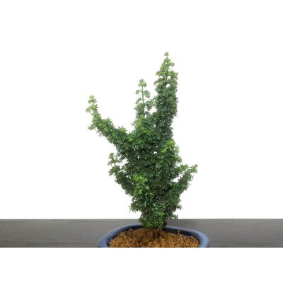 Photo5: Chamaecyparis obtusa / Hinoki cypress "Sekka Miyabi" / Small size Bonsai 
