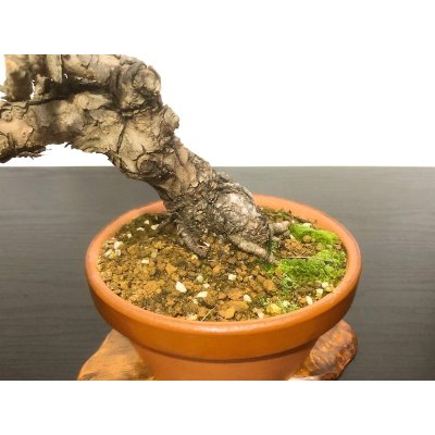 Photo3: Pinus densiflora / Red Pine, Akamatsu / Middle size Bonsai 