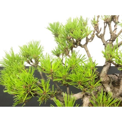 Photo4: Pinus densiflora / Red Pine, Akamatsu / Middle size Bonsai 