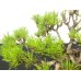 Photo4: Pinus densiflora / Red Pine, Akamatsu / Middle size Bonsai 