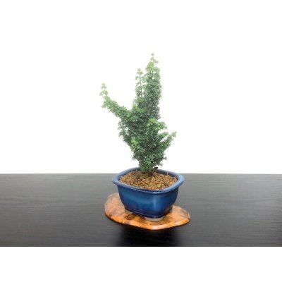 Photo3: Chamaecyparis obtusa / Hinoki cypress "Sekka Miyabi" / Small size Bonsai 