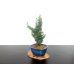 Photo3: Chamaecyparis obtusa / Hinoki cypress "Sekka Miyabi" / Small size Bonsai 