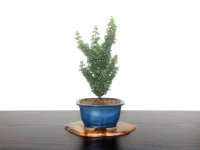 Chamaecyparis obtusa / Hinoki cypress "Sekka Miyabi" / Small size Bonsai 