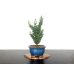 Photo1: Chamaecyparis obtusa / Hinoki cypress "Sekka Miyabi" / Small size Bonsai  (1)