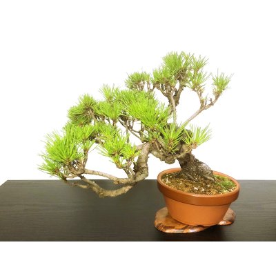 Photo2: Pinus densiflora / Red Pine, Akamatsu / Middle size Bonsai 