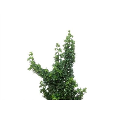 Photo4: Chamaecyparis obtusa / Hinoki cypress "Sekka Miyabi" / Small size Bonsai 