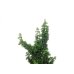 Photo4: Chamaecyparis obtusa / Hinoki cypress "Sekka Miyabi" / Small size Bonsai  (4)
