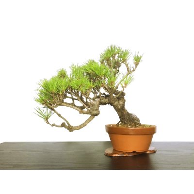 Photo5: Pinus densiflora / Red Pine, Akamatsu / Middle size Bonsai 