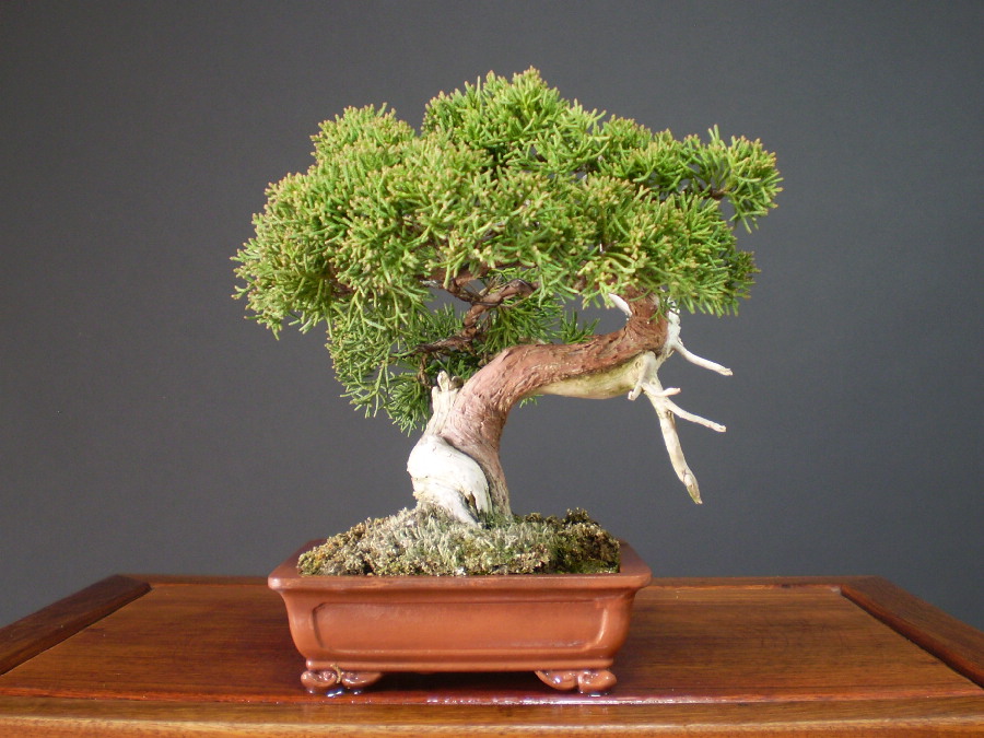 Bonsai/Juniper (Juniperus chinensis var. sargentii) / Shimpaku online