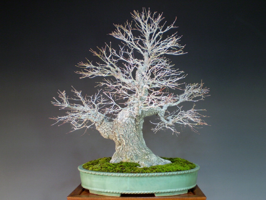 Bonsai/Japanese Maple (Acer palmatum) / Arakawa Momiji online shopping