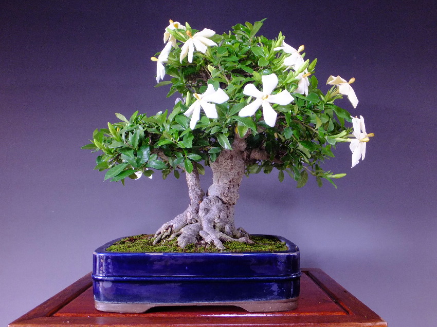 Gardenia Bonsai Old Cedar Wood Planks Stock Photos Image 18267903 Gardenia Bonsai
