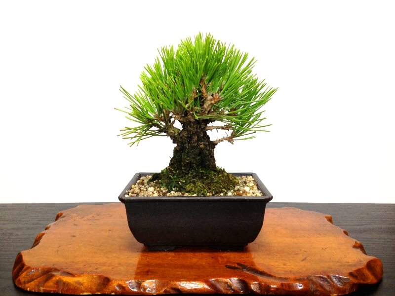 Kinh nghiệm chăm sóc cây Thông Đen Nhật Bản (Pinus thunbergii, Japanese Black Pine)