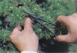 Photo2: Bud trimming shears for Pines and Junipers (MASAKUNI) (2)