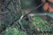 Photo2: Insect remover (MASAKUNI) (2)