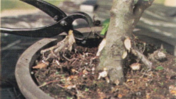 Photo3: Root cutter / Large size (MASAKUNI) (3)