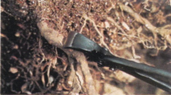 Photo2: Root cutter for Satsuki and Azalea (MASAKUNI) (2)