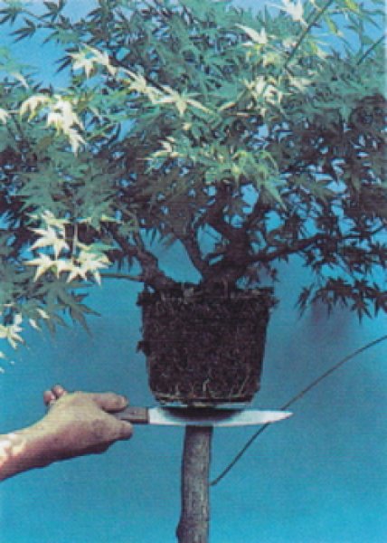 Photo4: Pruning saw (MASAKUNI) (4)