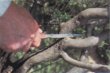Photo2: Pruning saw / Extra narrow (MASAKUNI) (2)