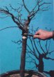 Photo2: Pruning saw (MASAKUNI) (2)
