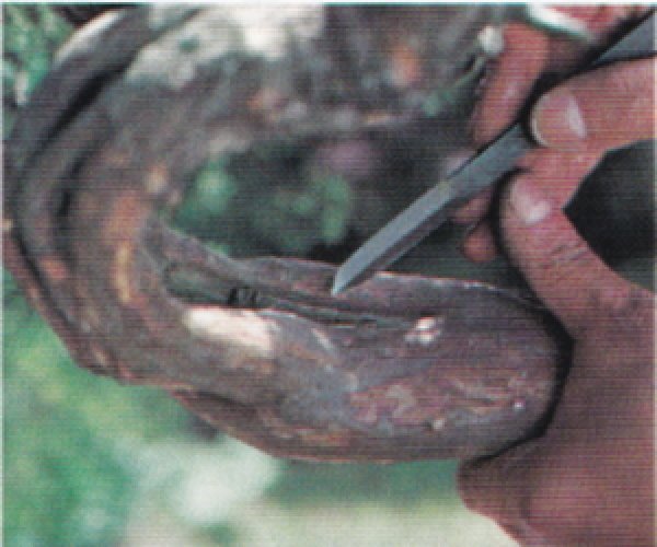 Photo3: Graver / All-steel (MASAKUNI) (3)