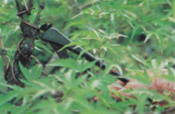 Photo2: Wire cutter / Tilt / Small size (MASAKUNI) (2)