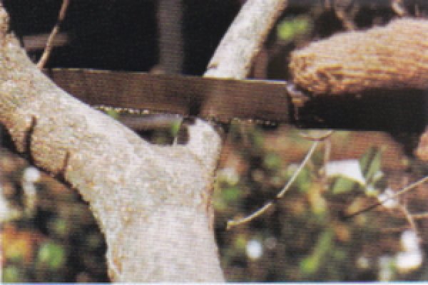 Photo2: Pruning saw for Satsuki and Azalea (MASAKUNI) (2)