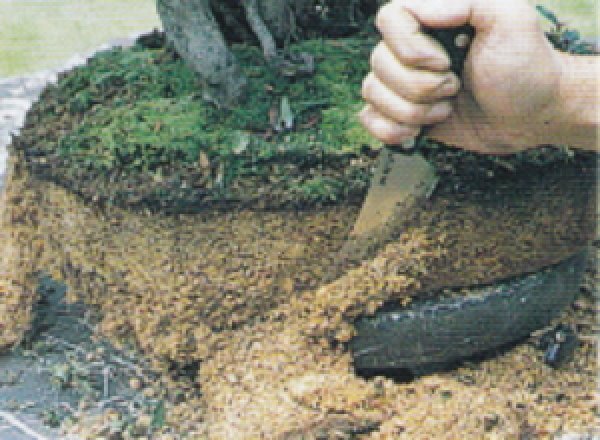 Photo2: Bonsai knife (MASAKUNI) (2)